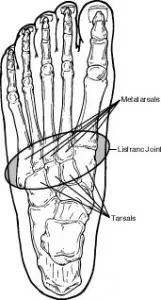 Lis Franc Joint Anatomy Image